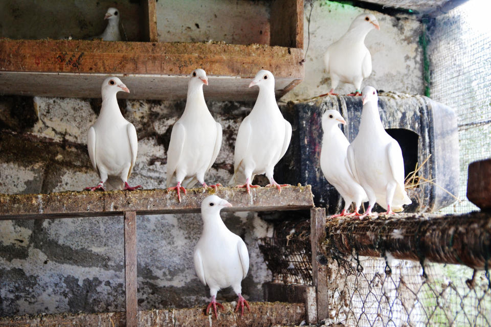 Several white doves are perched on ledges made of wood and metal within a rustic birdhouse