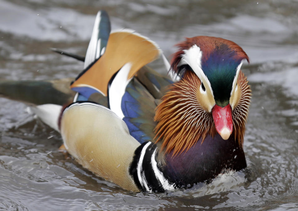 Un pato mandarín nada en Central Park en Nueva York el miércoles 5 de diciembre de 2018. (AP Foto/Seth Wenig)