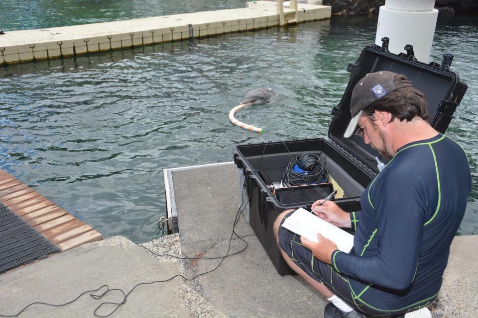 When dolphins were presented with matching urine and whistles, they hovered near the speaker longer than when the samples were not from the same individual. Dolphin Quest, <a href="http://creativecommons.org/licenses/by-nd/4.0/" rel="nofollow noopener" target="_blank" data-ylk="slk:CC BY-ND;elm:context_link;itc:0;sec:content-canvas" class="link ">CC BY-ND</a>