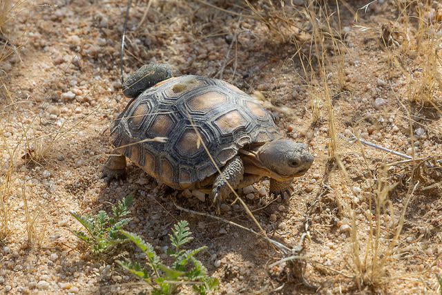 <p>San Diego Zoo Wildlife Alliance</p> A young desert tortoise