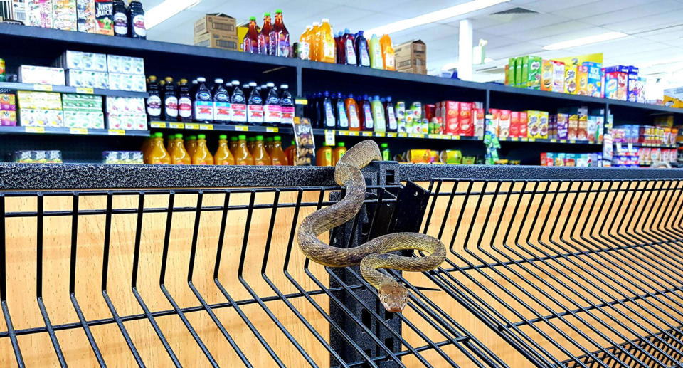 A snake catcher had to remove a brown tree snake from a supermarket in Cairns. Source: Facebook/ Cairns Snake Catcher