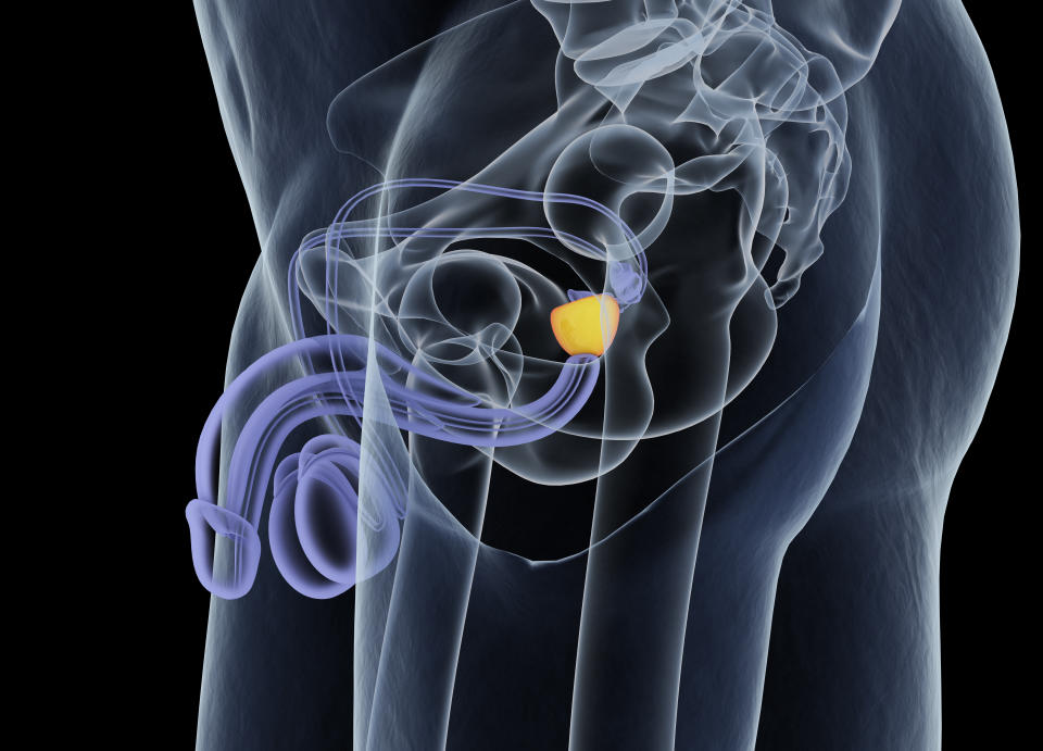 La próstata es una pequeña estructura del tamaño de una nuez que forma parte del aparato reproductor masculino. Ubicada debajo de la vejiga, se encarga de la producción del líquido que aporta nutrientes, protege y transporta el esperma durante la eyaculación. (Foto: Getty)