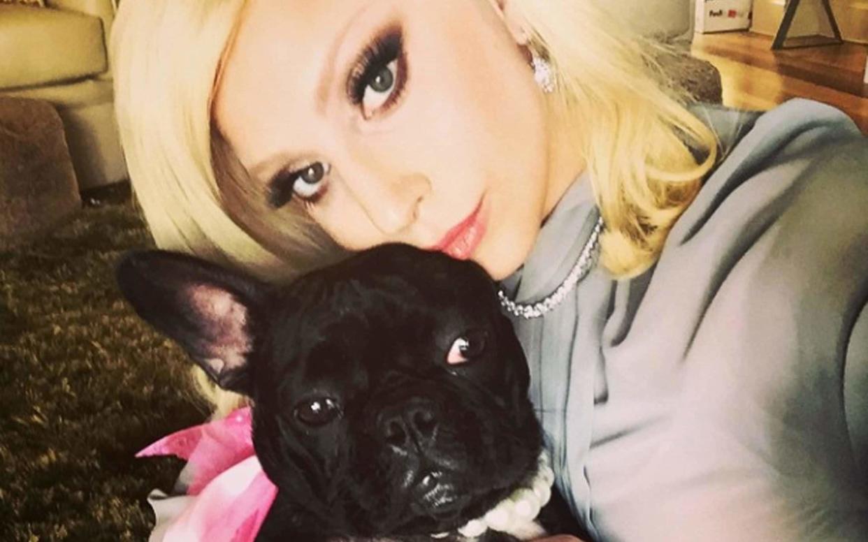 Lady Gaga with one of her French Bulldogs - XPOSUREPHOTOS.COM