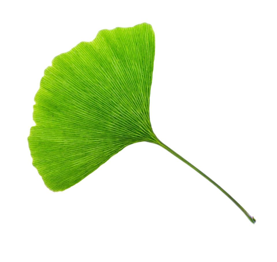 10) Gingko Biloba