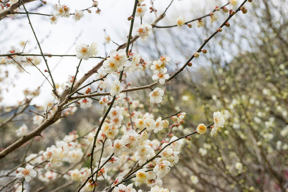 熱海梅園（Image Source : Getty Creative/iStockphoto）