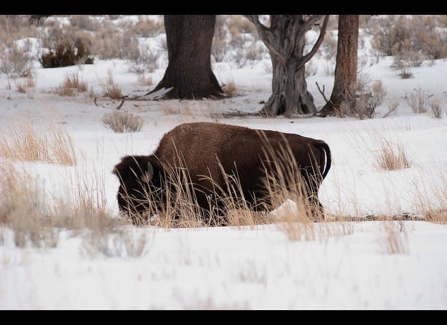 A bison in the snow near Mammoth Hot Springs on Feb. 5, 2012. (Genthar, Flickr)