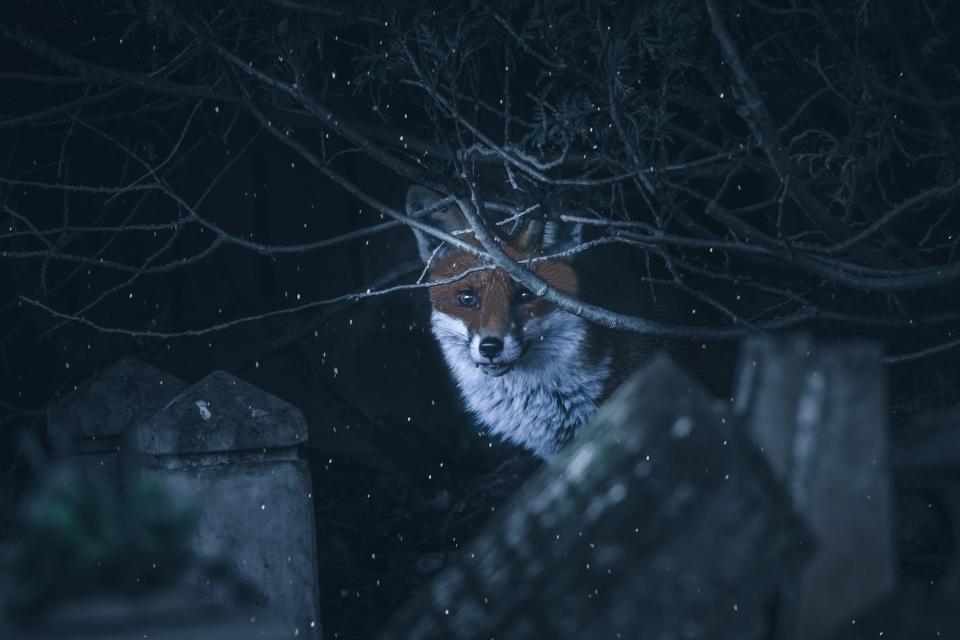 "Fox sheltering" by Paul Simpson.