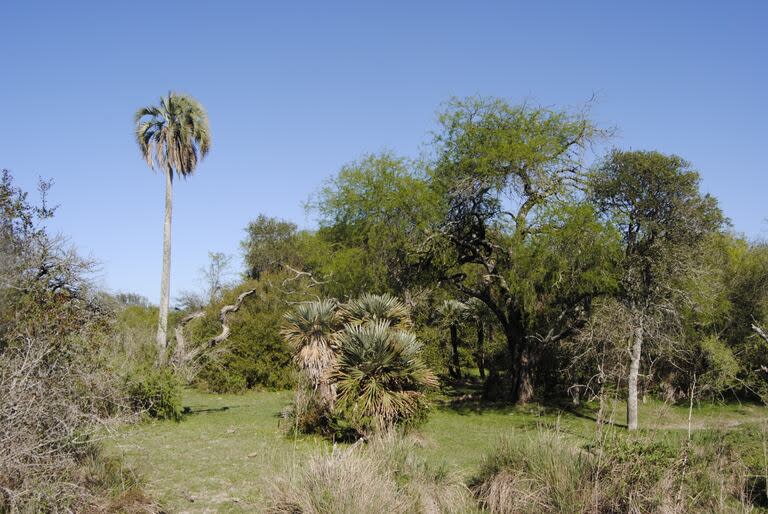 Parte del lugar donde se emplazaría el Parque Nacional Selva de Montiel