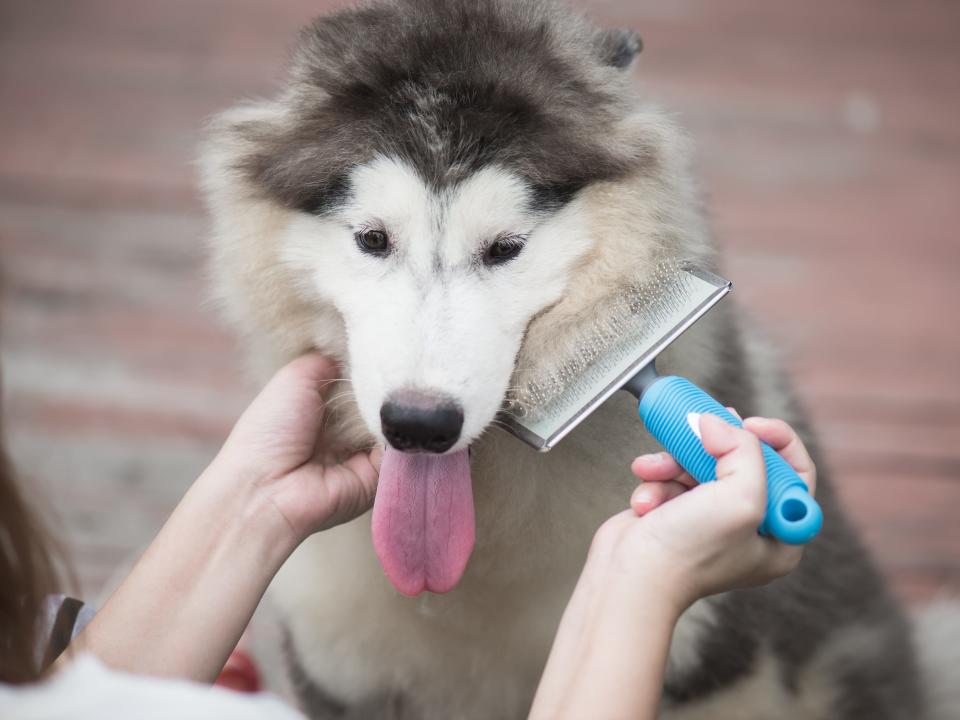 brushing dog grooming dog husky pet