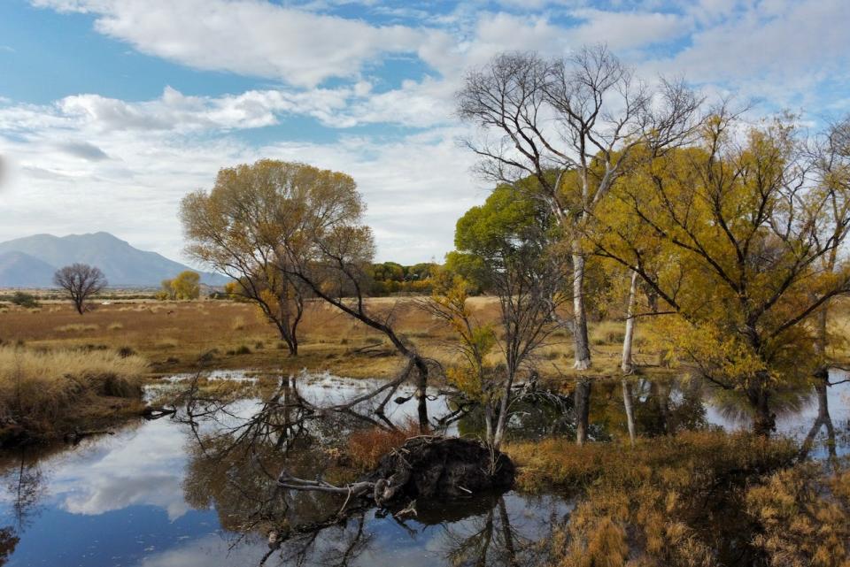 An area flooded by beaver activity on the San Pedro River