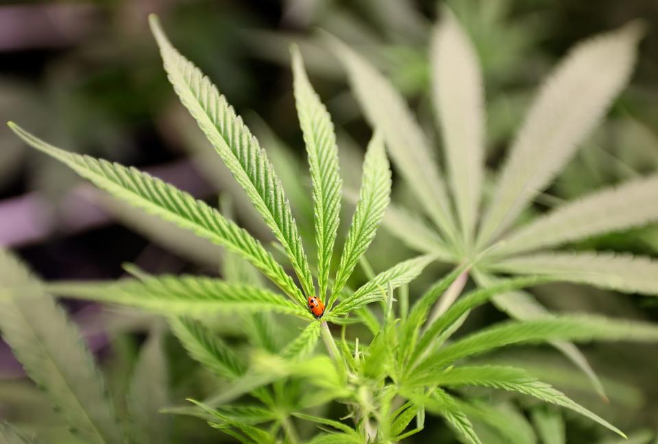 A ladybug, used for natural pest control, walks on a cannabis plant at the Dragonfly Wellness Grow Facility in Moroni.