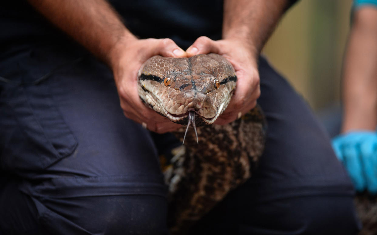 Staff get to grips with Bali, the largest python in Europe - Matthew Pover/Matthew Pover Limited. Absolutely no syndication without prior consent.