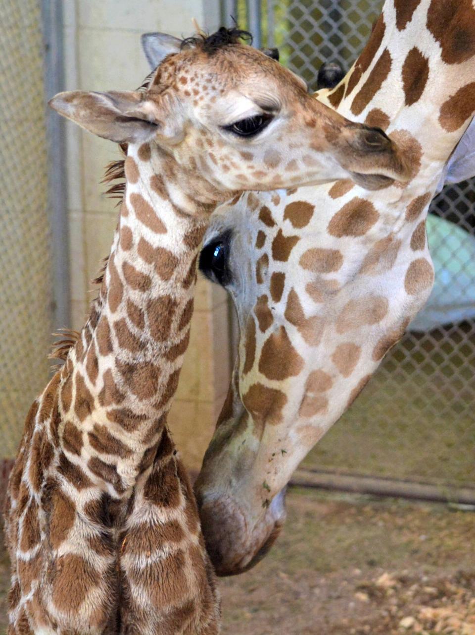 Giraffe Calf born at Cheyenne Mountain Zoo