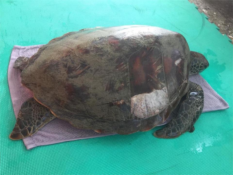 高雄市永安液化天然氣廠的海水渠道內，發現一隻左前肢受傷的綠蠵龜。（圖／海保署提供）