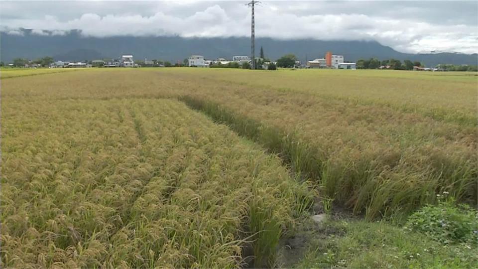 台東關山稻米無故枯死　殼內無米變「空包彈」