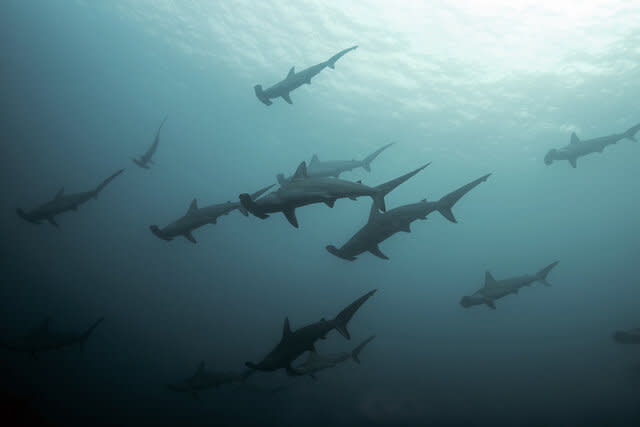 School of scalloped hammerhead sharks