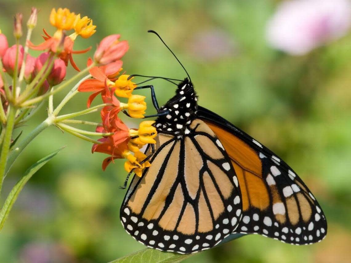 Monarch butterflies have a special relationship with butterfly milkweed plants. They visit milkweeds for their nutritious nectar, but it is the plants themselves that are critical to monarchs’ survival. Milkweed plants are the only food that monarch caterpillars eat. Noppadol Paothong/Noppadol Paothong