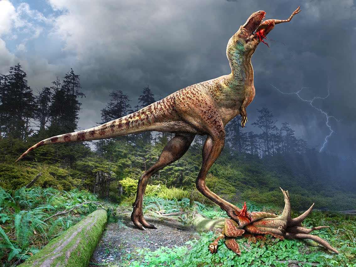 Various artistic renditions of Gorgosaurus and prey Citipes.  (Julius Csotonyi/Royal Tyrell Museum - image credit)