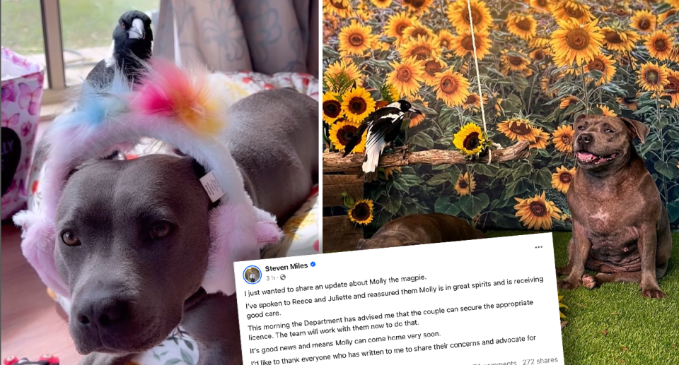 Left - Molly on Peggy's back. Right - Molly, Peggy and Ruby posing in front of sunflower wallpaper. Inset - Premier Miles' Facebook announcement