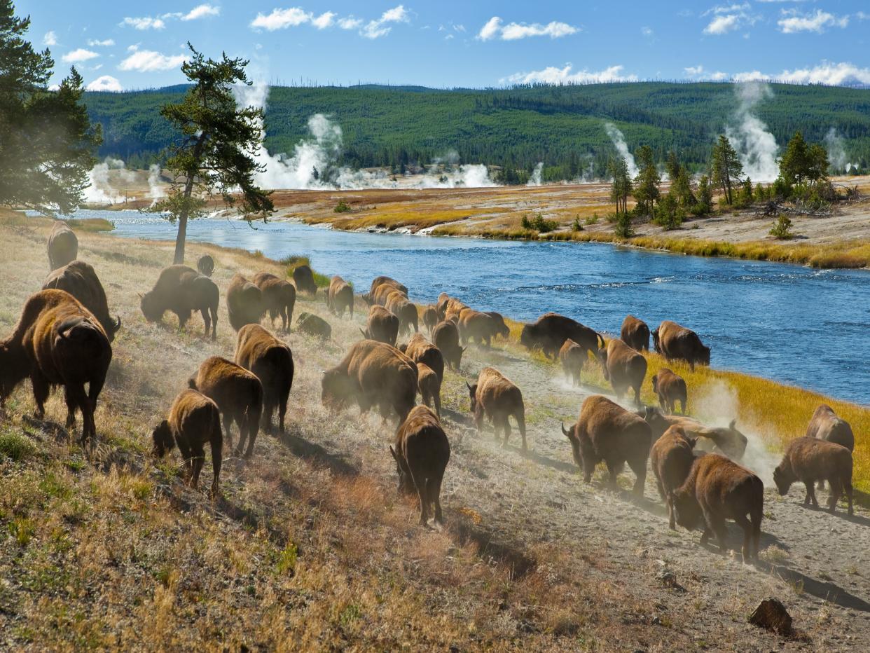 Bison roam at Yellowstone National Park.