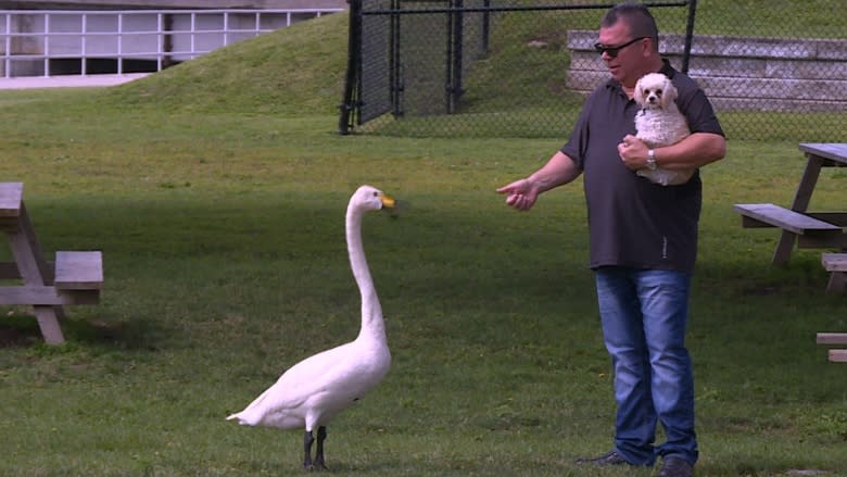 In Smiths Falls, the geese are not chicken of swans