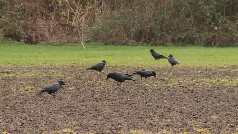 Voracious grub and its predators destroy Fredericton lawns and sports fields