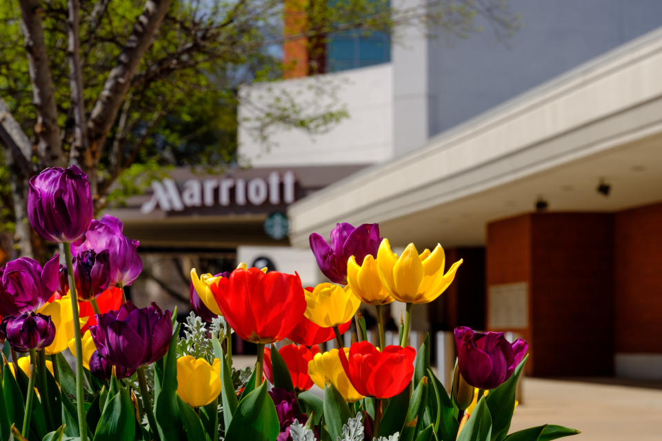 Les tulipes décorent le quartier River Market du centre-ville de Little Rock au printemps, y compris devant cet hôtel Marriott.