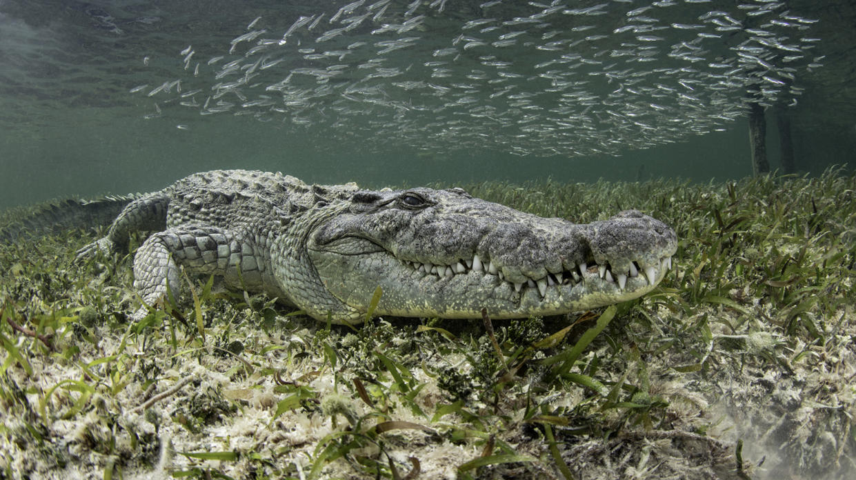 a crocodile sits underwater in eel grass with school of fish above