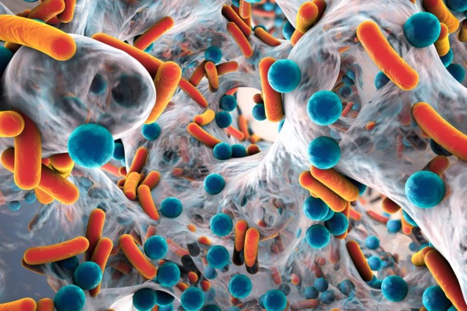 抗生素抗性細菌的生物膜：包括桿狀和球狀細菌，例如大腸桿菌、假單胞菌、結核分枝桿菌、克雷伯氏菌、金黃色葡萄球菌。（圖片來源：Getty Image）