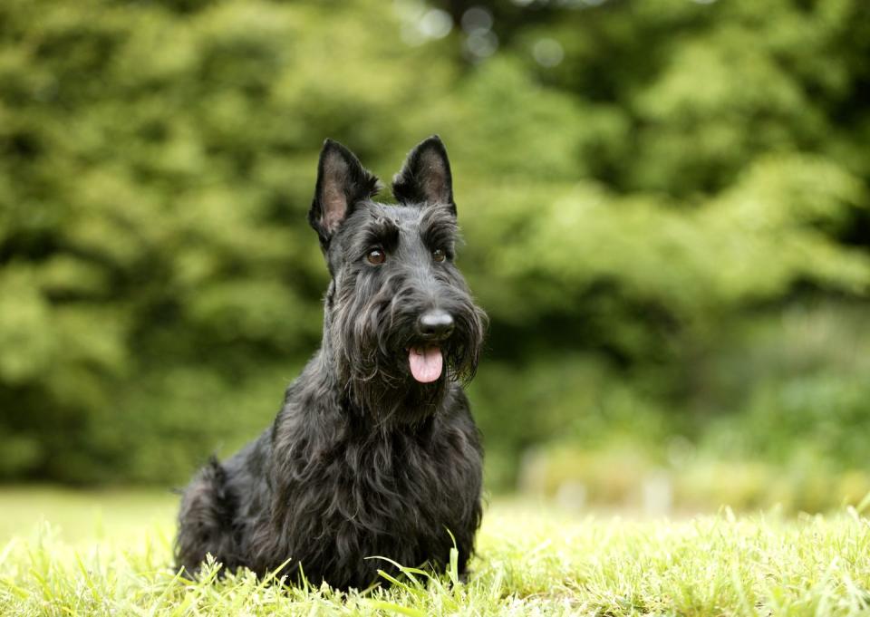 scottish terrier smallest dog breeds