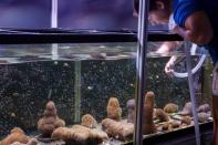 Staff biologist Emily Williams cleans an aquarium full of Pillar coral (Dendrogyra cylindricus) just a few days before the animals would successfully spawn in an aquarium for the first time at a Florida Aquarium facility in Apollo Beach, Florida