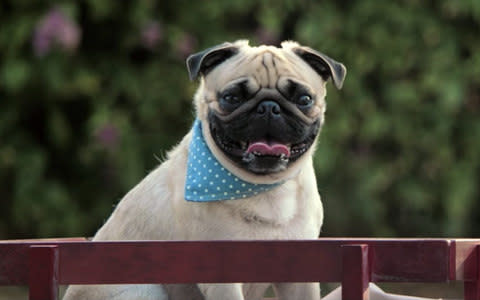 A pug rides a truck in a Vodafone advertisement - Credit: Telegraph