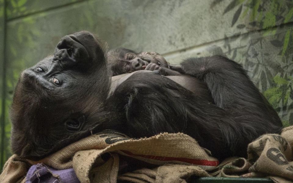 Mother Mjukuu cradles her newborn (PA)