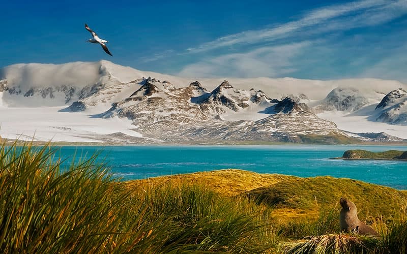 An albatross soars in south Georgia as a fur seal watches