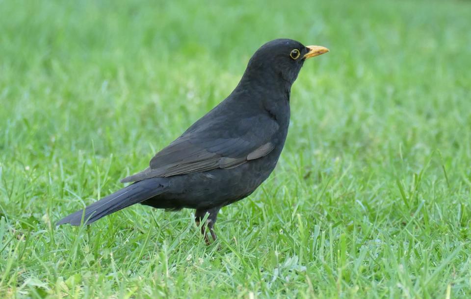 Amsel-Männchen lassen sich gefühlt weitaus öfter blicken als die Weibchen (Bild: Getty Images).