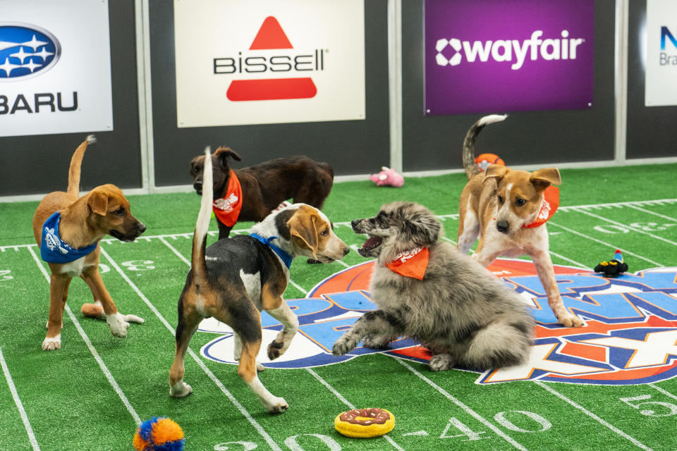 This image released by Animal Planet shows participants of the annual “Puppy Bowl” that aired Sunday, Feb. 11, 2024.