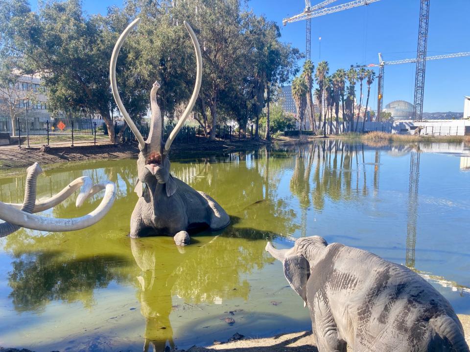 A female Columbian mammoth struggles in the tar pits as its offspring and male look helplessly on.