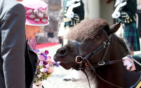 Cruachan has nibbled Prince Harry's hand and the Queen's posy - Credit: Jane Barlow/PA Wire