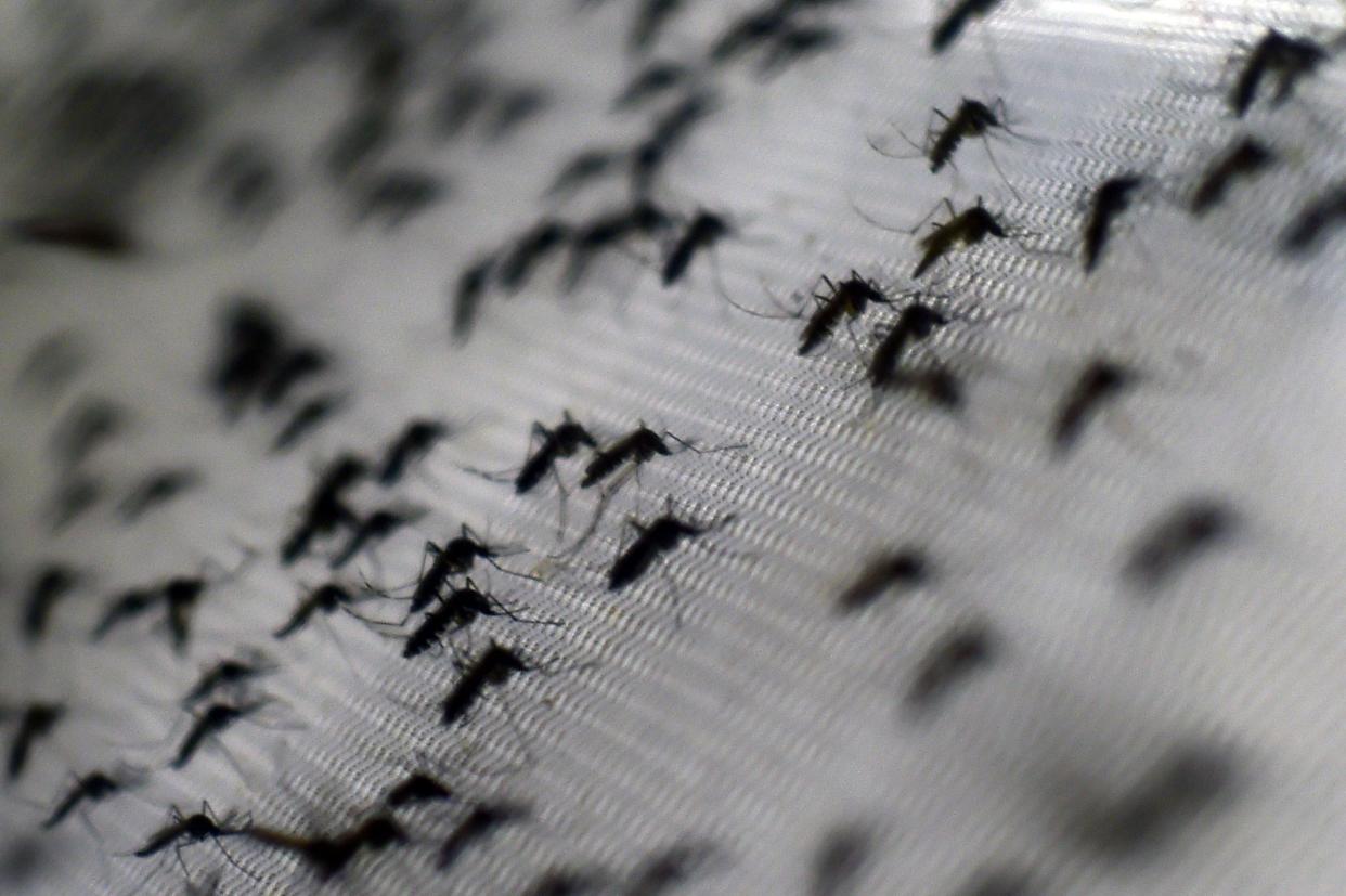 View of Aedes aegypti mosquitoes infected with the Wolbachia bacterium --which reduces mosquito transmitted diseases such as dengue and chikungunya by shortening adult lifespan, affect mosquito reproduction and interfere with pathogen replication-- at the Oswaldo Cruz foundation in Rio de Janeiro, Brazil, on October 2, 2014.