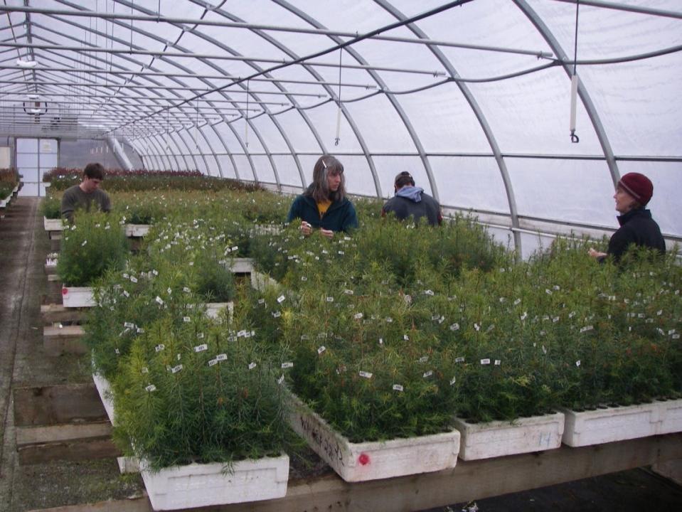 Workers tagging tree seedlings as a part of the Assisted Migration Adaptation Trial conducted by the British Columbia Ministry of Forests in Canada.