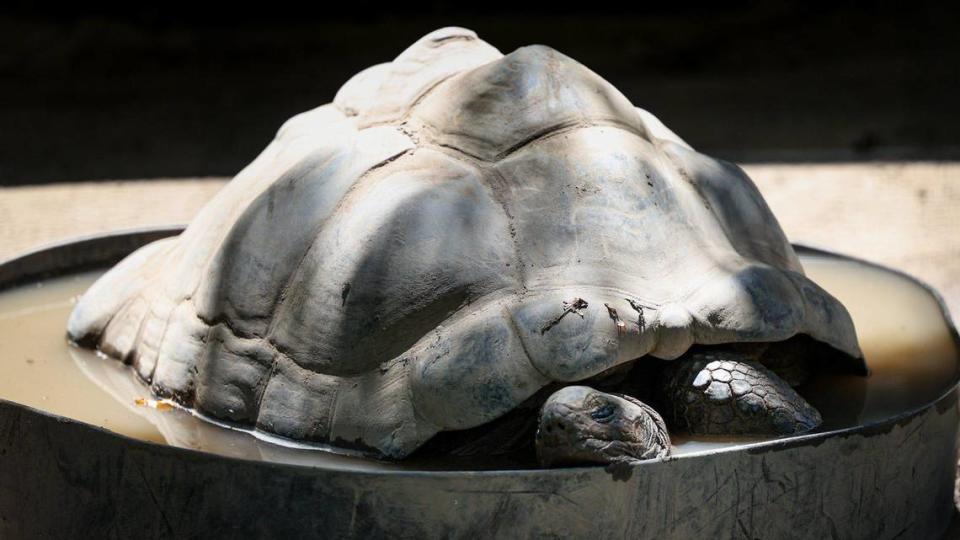 An Aldabra tortoise cools off in a water pan at Atascadero’s Charles Paddock Zoo as temperatures hit the high 90s on July 25, 2023. Males can grow to a 4 feet in length while females average 3 feet. Some animals at the zoo were brought inside during the heat wave, but most spent the day conserving energy or taking advantage of water features in their enclosures.