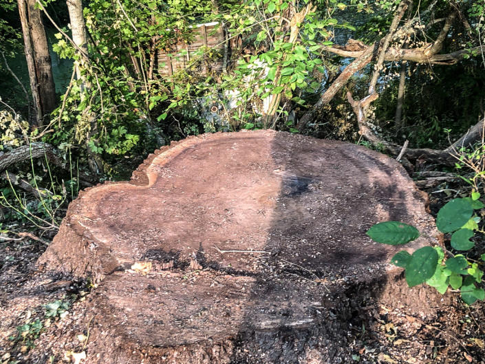 An illegally felled black walnut tree. (Cleveland Metroparks PD)