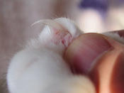 Corte as unhas dos gatos, mas não os nervos. A dica é não cortar a parte vermelha da unha, que identifca os vasos sanguíneos. Isso é mais fácil em gatos de unhas brancas (Howcheng/Wikimedia Commons)