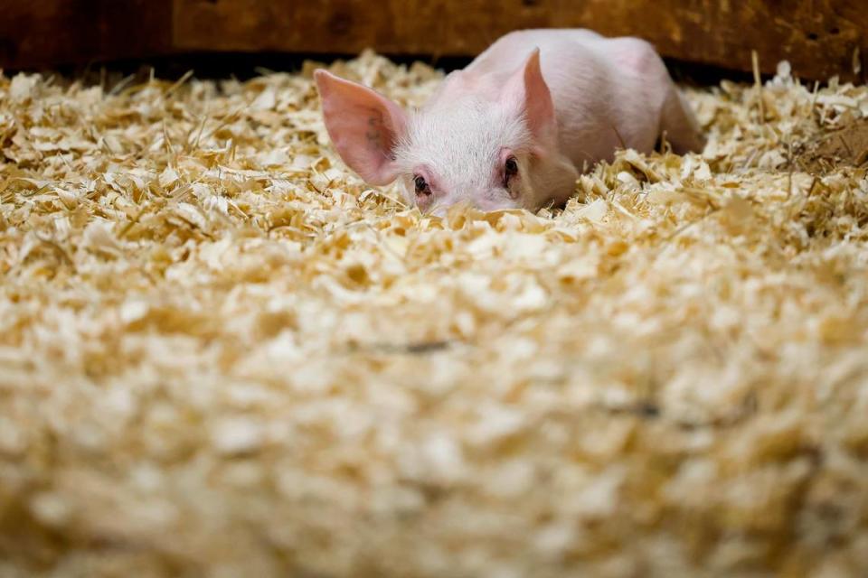 A piglet at the CMPD Animal Care and Control shelter in Charlotte, N.C., Friday, July 22, 2022.