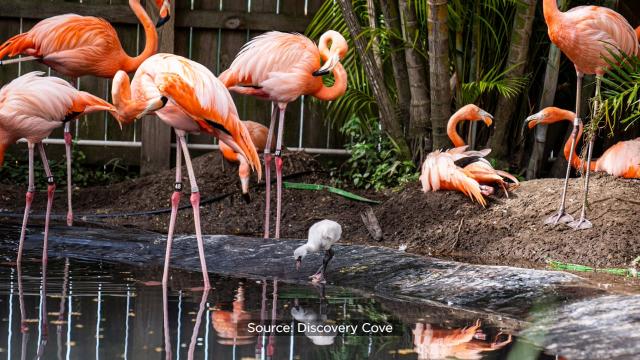 June 23: National Pink Flamingo Day 