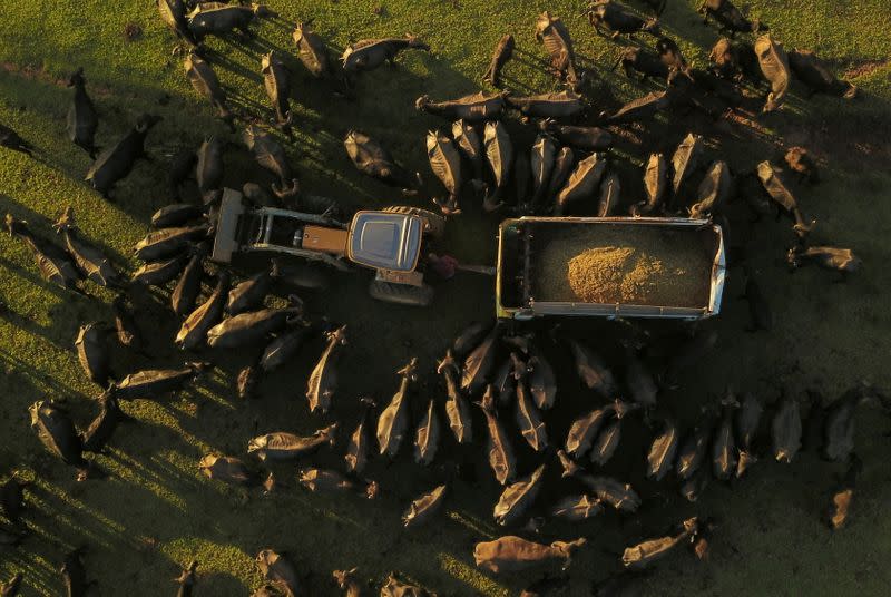 Búfalos alimentados por voluntarios en una granja donde la Policía Ambiental encontró cientos de animales desnutridos y maltratados en Brotas