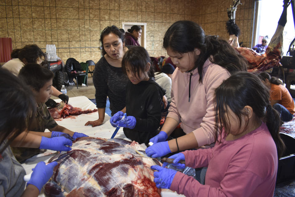 Children on the Rosebud Indian Reservation help process meat from a bison that was shot and butchered at the Wolakota Buffalo Range, Oct. 14, 2022, near Spring Creek, S.D. (AP Photo/Matthew Brown)