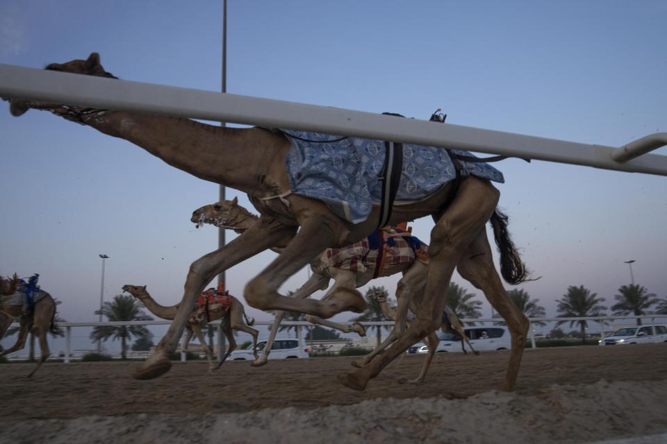 Camels race during an exercise for an upcoming camel race, in Al Shahaniah, Qatar, Tuesday, Oct. 18, 2022. Camel racing is a staple in Qatar's culture and heritage. (AP Photo/Nariman El-Mofty)