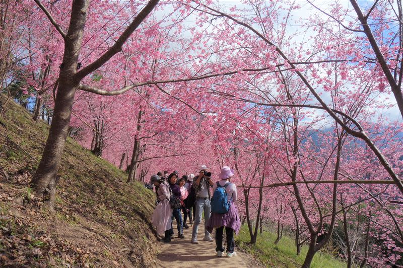 司馬庫斯從2月到4月都可以欣賞到不同品種的櫻花。（圖／翻攝自新竹縣政府官網）