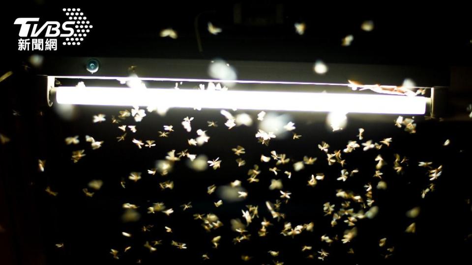 大雨過後就會有許多白蟻出沒。（示意圖／shutterstock達志影像）